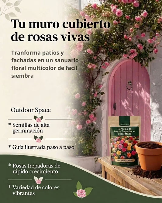 Semillas de Rosas Trepadoras Multicolor + Guia práctica